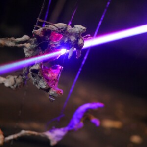 Photo of the play The Flowers of Evil, by Figurentheater Wilde & Vogel in Leipzig (photo Dana Ersing).