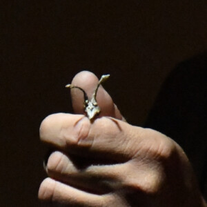 Photo of the play Micro by Figurentheater Wilde & Vogel in Leipzig (photo Joachim Fleischer).
