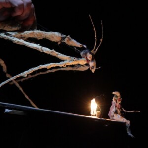 Photo of the play Micro by Figurentheater Wilde & Vogel in Leipzig (photo Jakob Vogel).