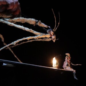 Photo of the play Micro by Figurentheater Wilde & Vogel in Leipzig (photo Jakob Vogel).