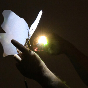 Photo of the play Micro by Figurentheater Wilde & Vogel in Leipzig (photo Joachim Fleischer).